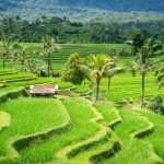Things to Know Before Traveling to Bali