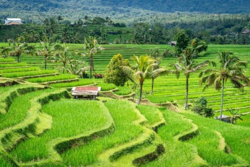 Things to Know Before Traveling to Bali