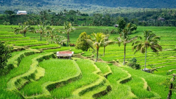 Things to Know Before Traveling to Bali